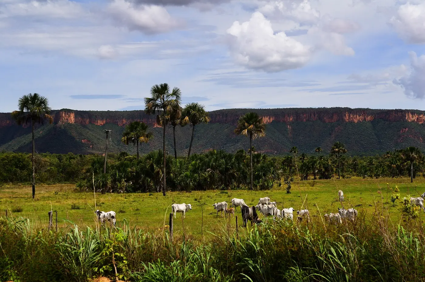 Gado no pasto com a serra ao fundo, em Goiás